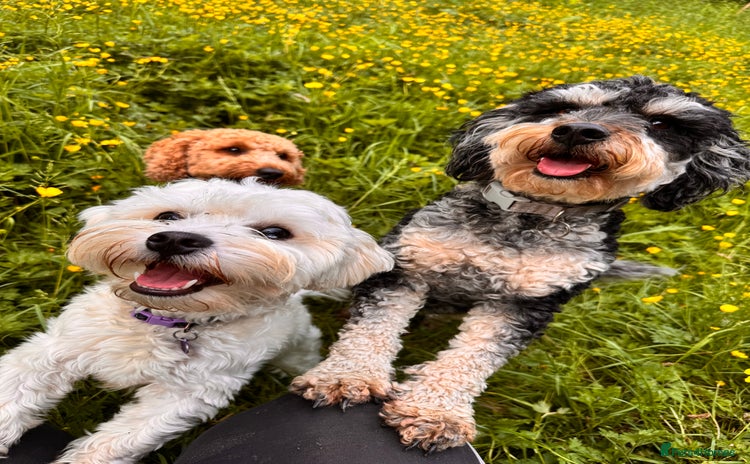 Mixed Breed dogs - Advert 2