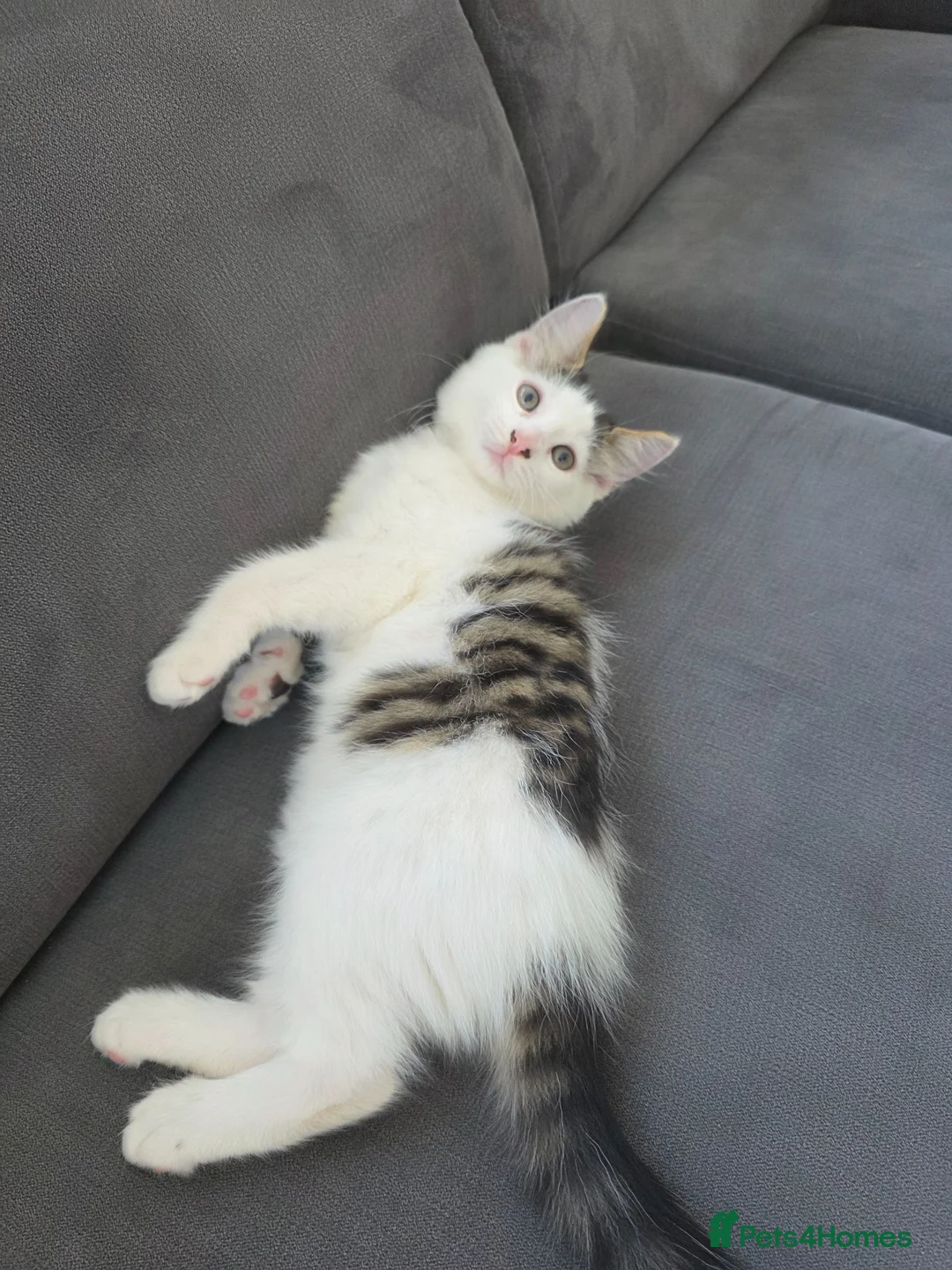 Mixed Breed cats for sale: 1 male kitten - Advert 22