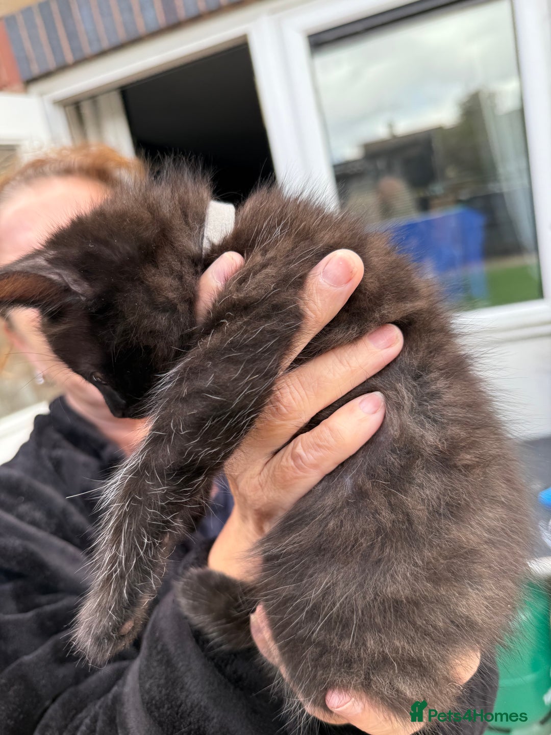 Ragdoll cats for sale: Ragdoll x English shorthair  - Image 8