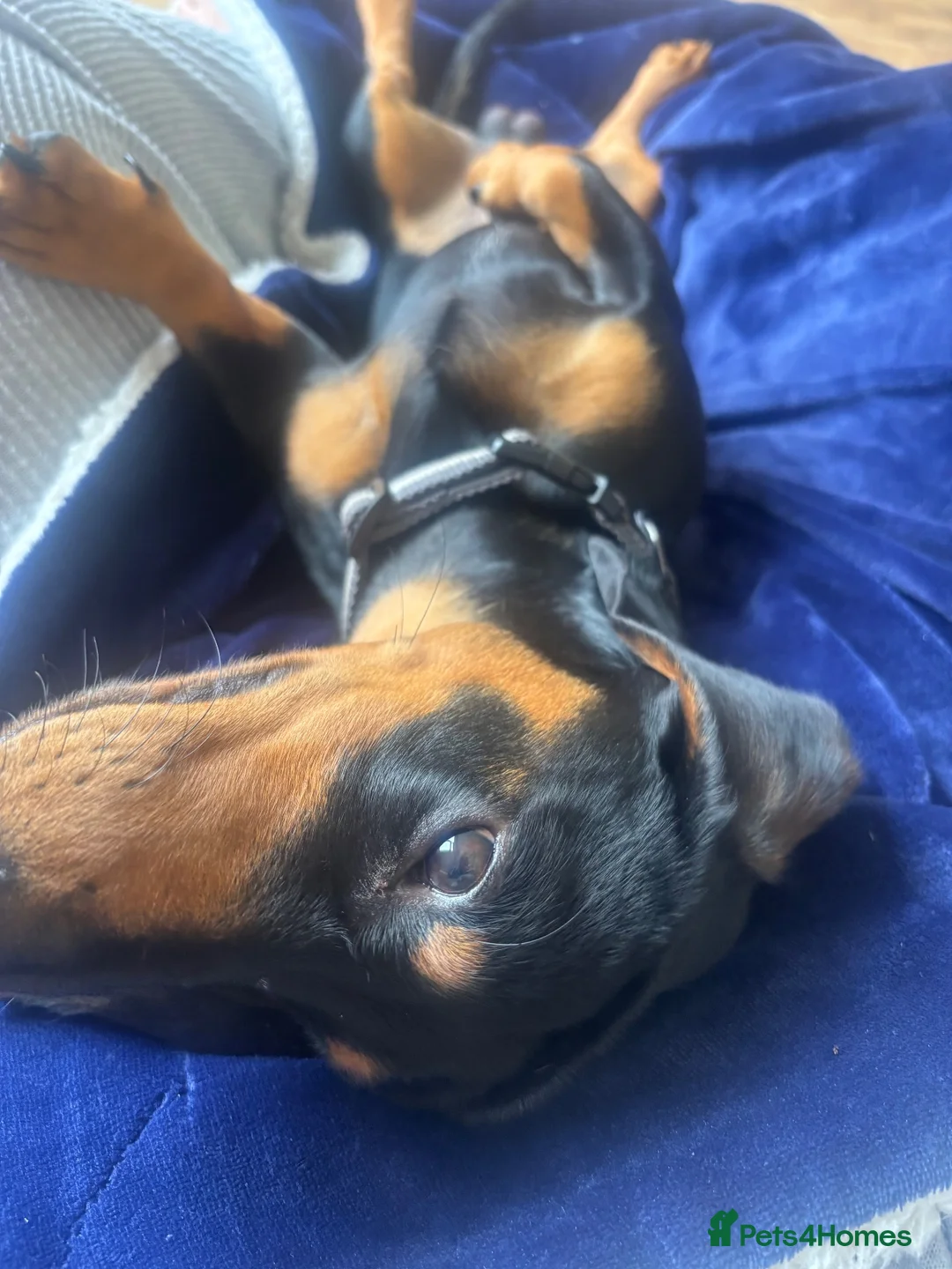 Dachshund dogs for sale: 1 year old for sale.  in Prenton - Advert 2