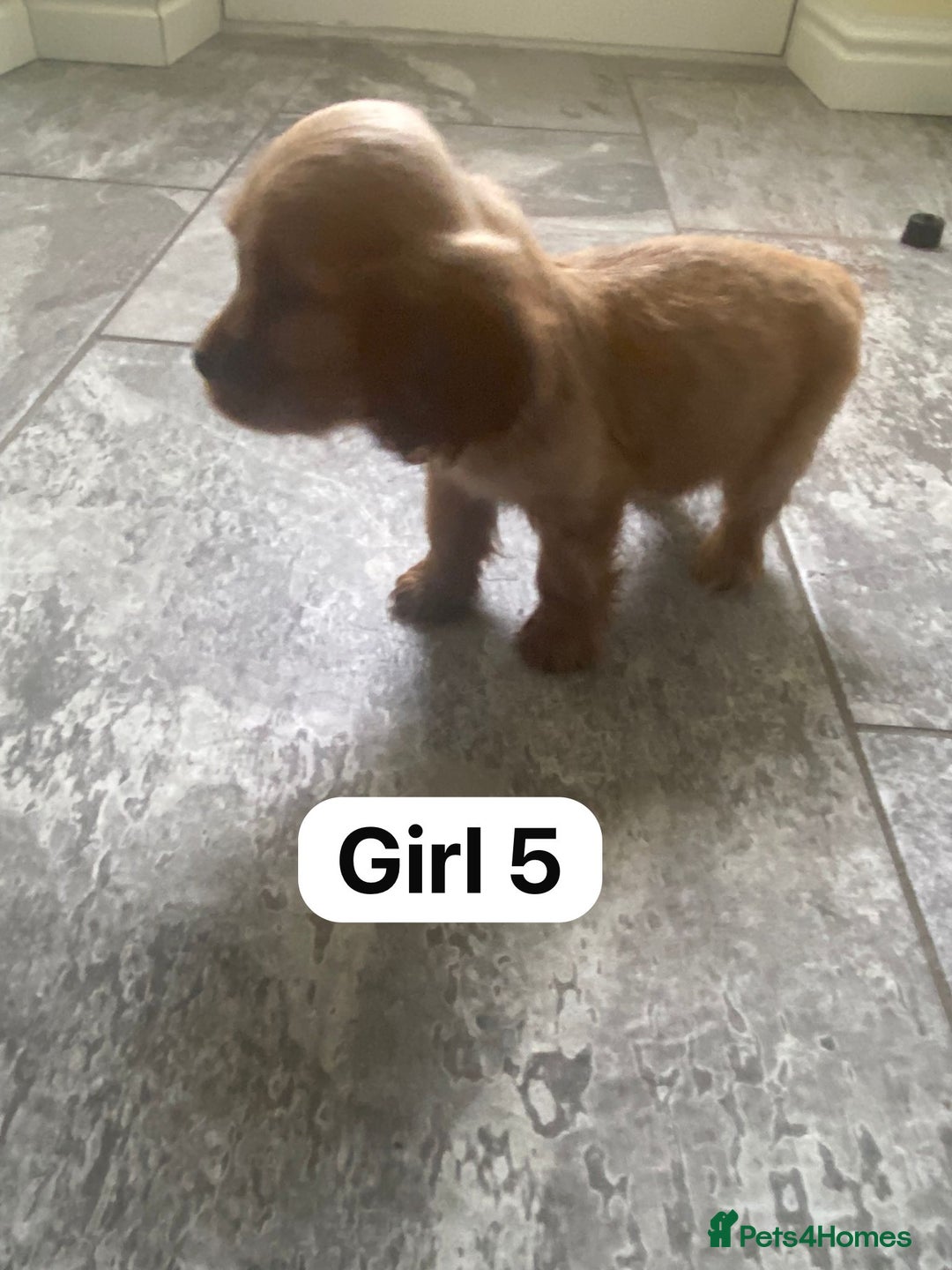 Cocker Spaniel dogs for sale: OUT STANDING GOLDEN SHOW TYPE COCKER SPANIEL  - Image 29
