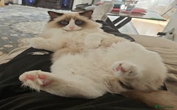 Ragdoll cats for sale: GCCF Ragdoll bicolour boy & premium kit worth+£250 - Image 3
