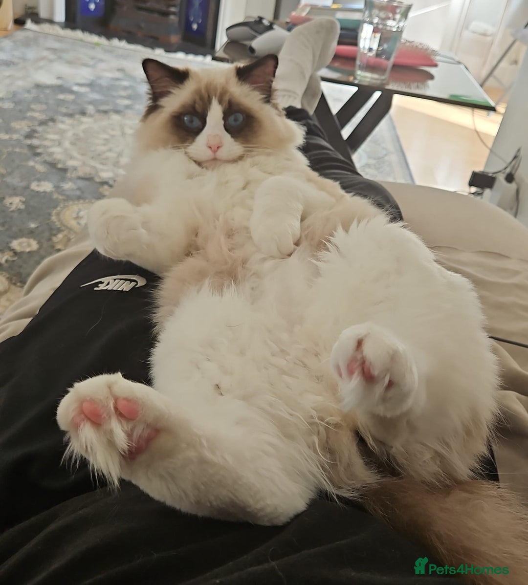 Ragdoll cats for sale: GCCF Ragdoll bicolour boy & premium kit worth+£250 - Image 3