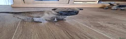 Cairn Terrier dogs for sale: Cairn Terrier Puppies for sale  - Advert 3