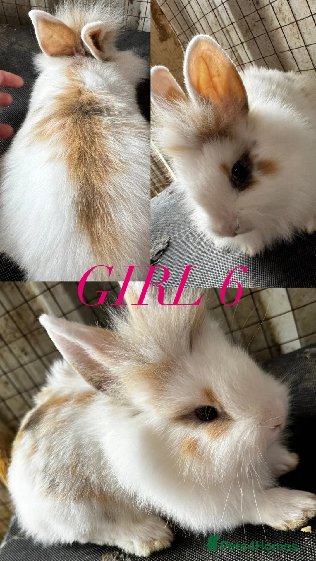 Mini Lion Lop rabbits for sale: lion lops  - Advert 8