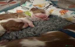 Cavalier King Charles Spaniel dogs for sale: Fully Health Tested Male CKCS Puppies - Image 34