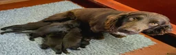 Cockerdor dogs for sale: Gorgeous Cockerdor Puppies  - Advert 2
