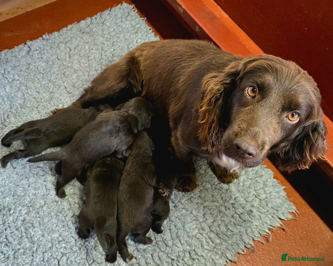 Cockerdor dogs for sale: Gorgeous Cockerdor Puppies  - Advert 2