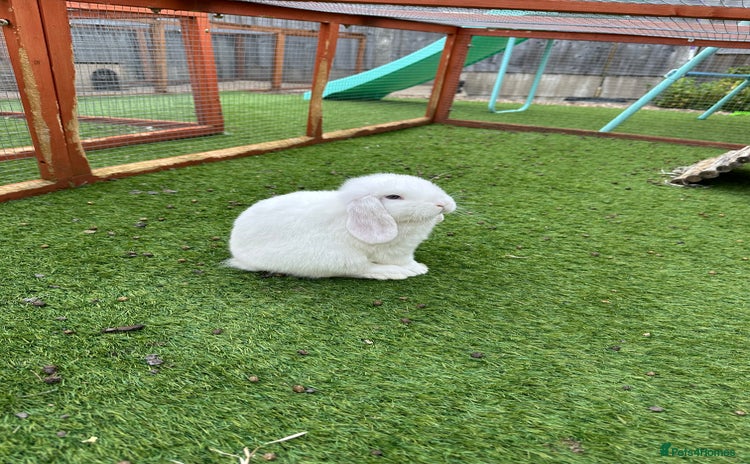 Mini Lop rabbits - Advert 1