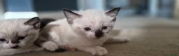 Burmese cats for sale: Burmese cross kittens - Advert 6