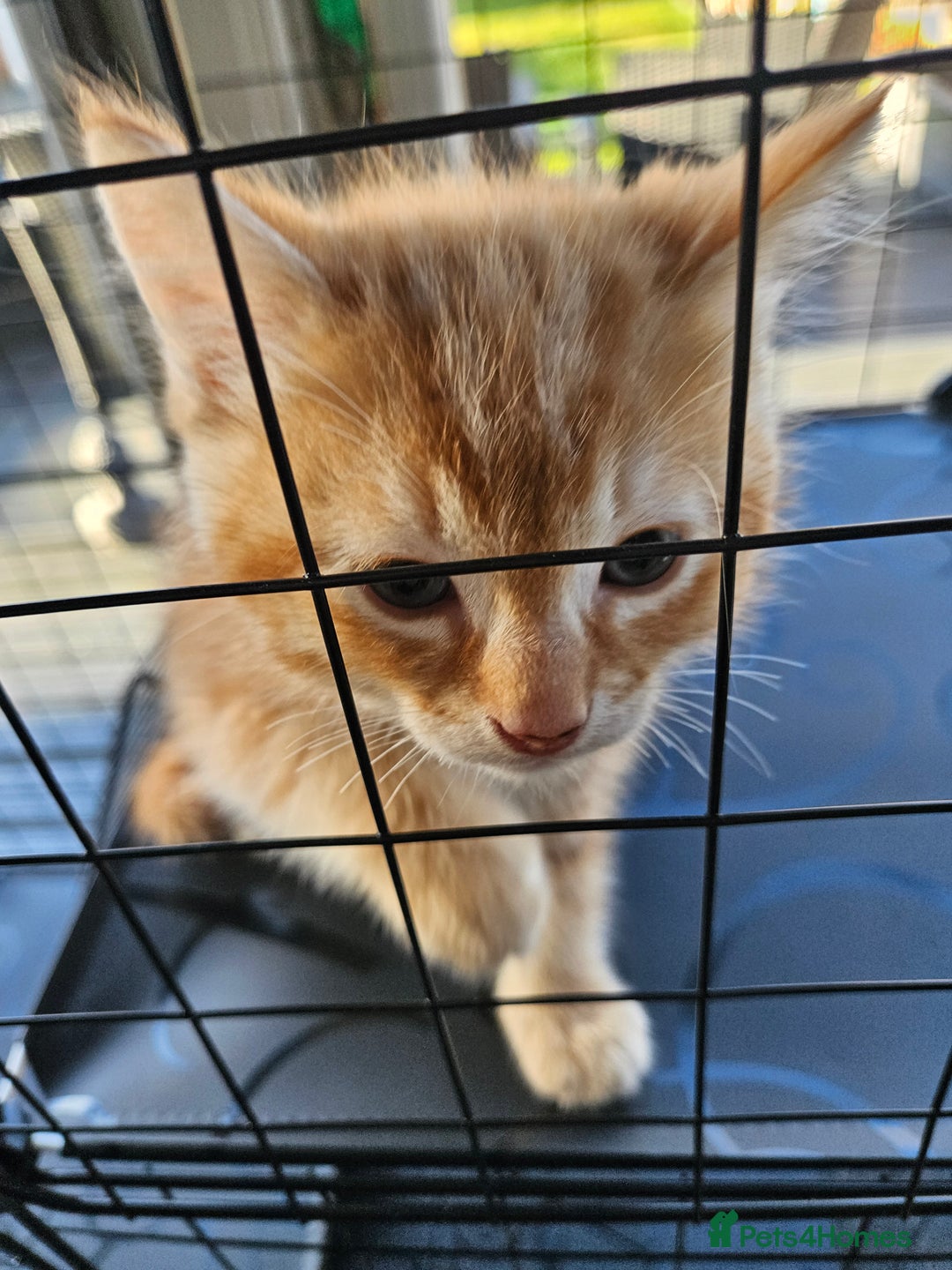 Ragdoll cats for sale: Ragdoll male - Advert 2