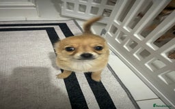 Chihuahua dogs for sale: Miniature chihuahua puppies (champion litter)  - Image 24