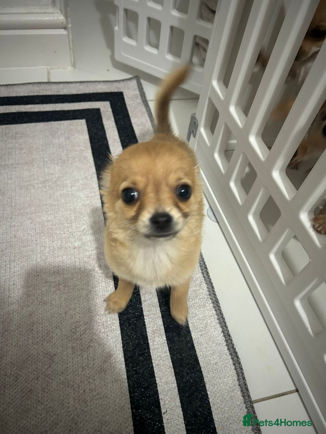 Chihuahua dogs for sale: Miniature chihuahua puppies (champion litter)  - Image 24