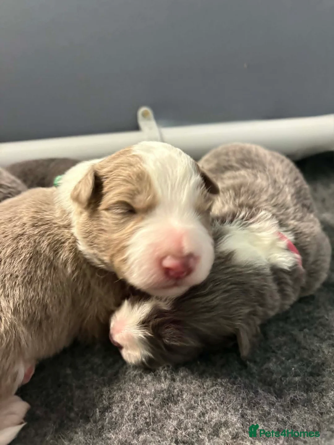 Border Collie dogs for sale: Outstanding Border Collie Puppies - Advert 2