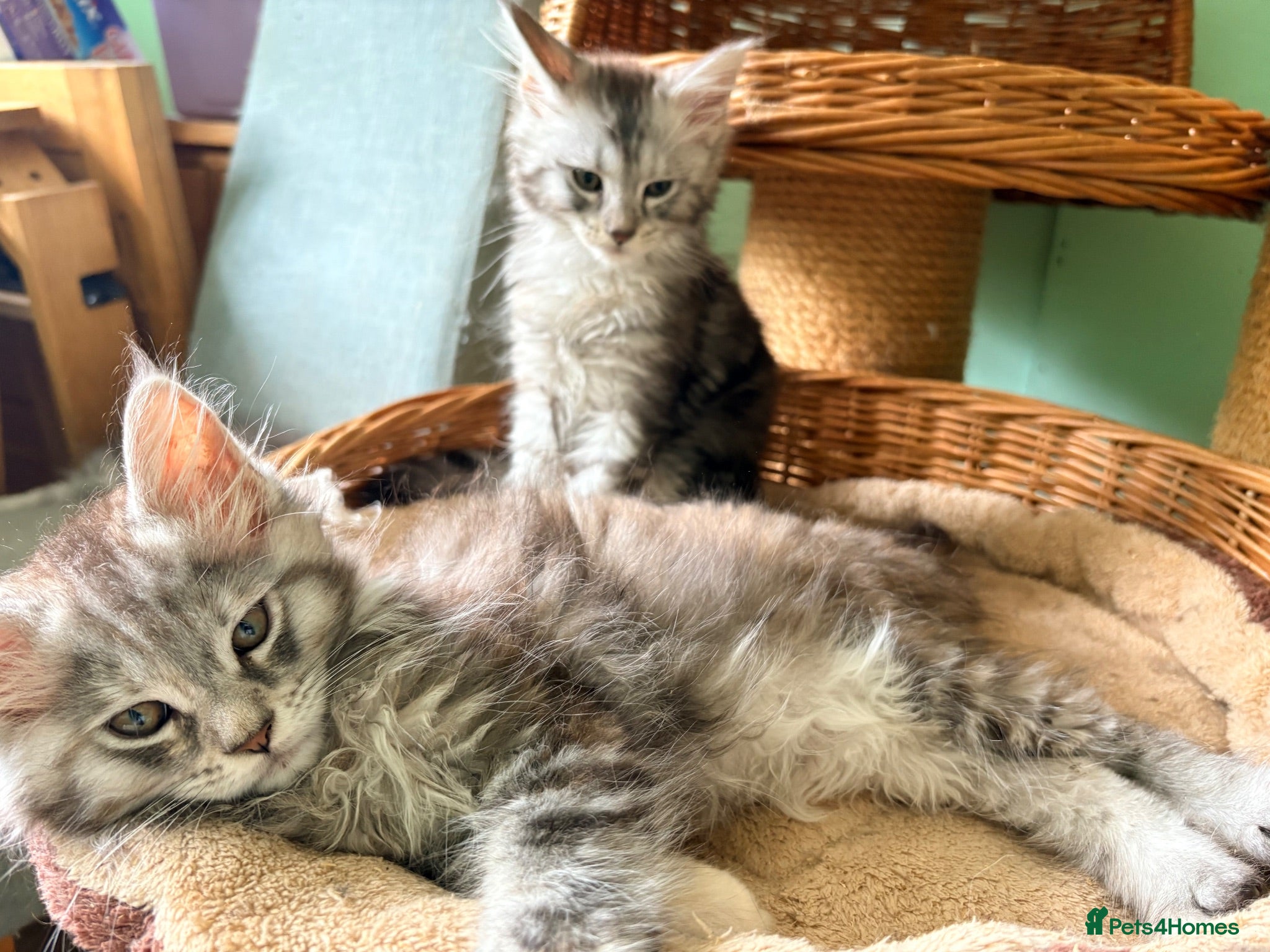 Maine Coon cats Tica registered mainecoon kittens ready to view - Advert 1