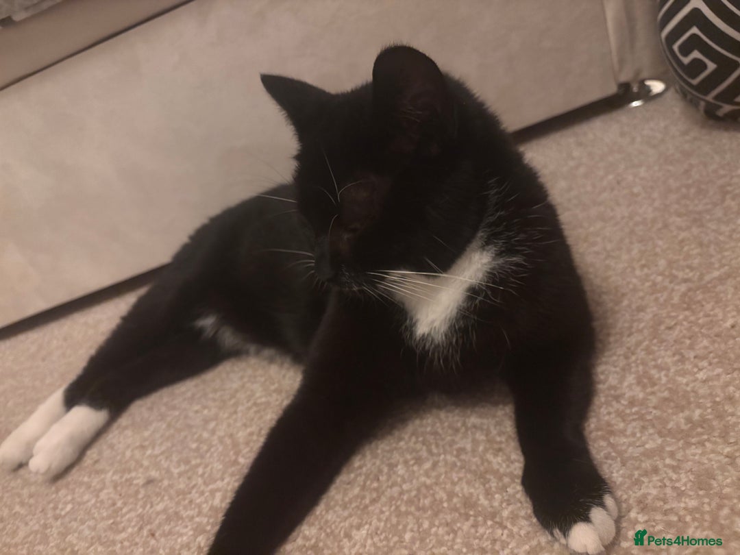 Domestic Shorthair cats for adoption: Loving adult female 5 years old  - Advert 2