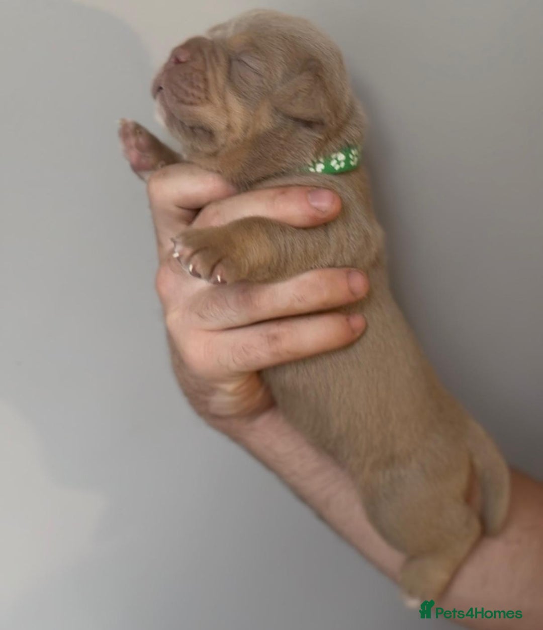 Olde English Bulldogge dogs for sale: Olde English bulldogge  - Image 6