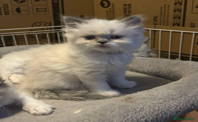 Persian cats - Advert 3