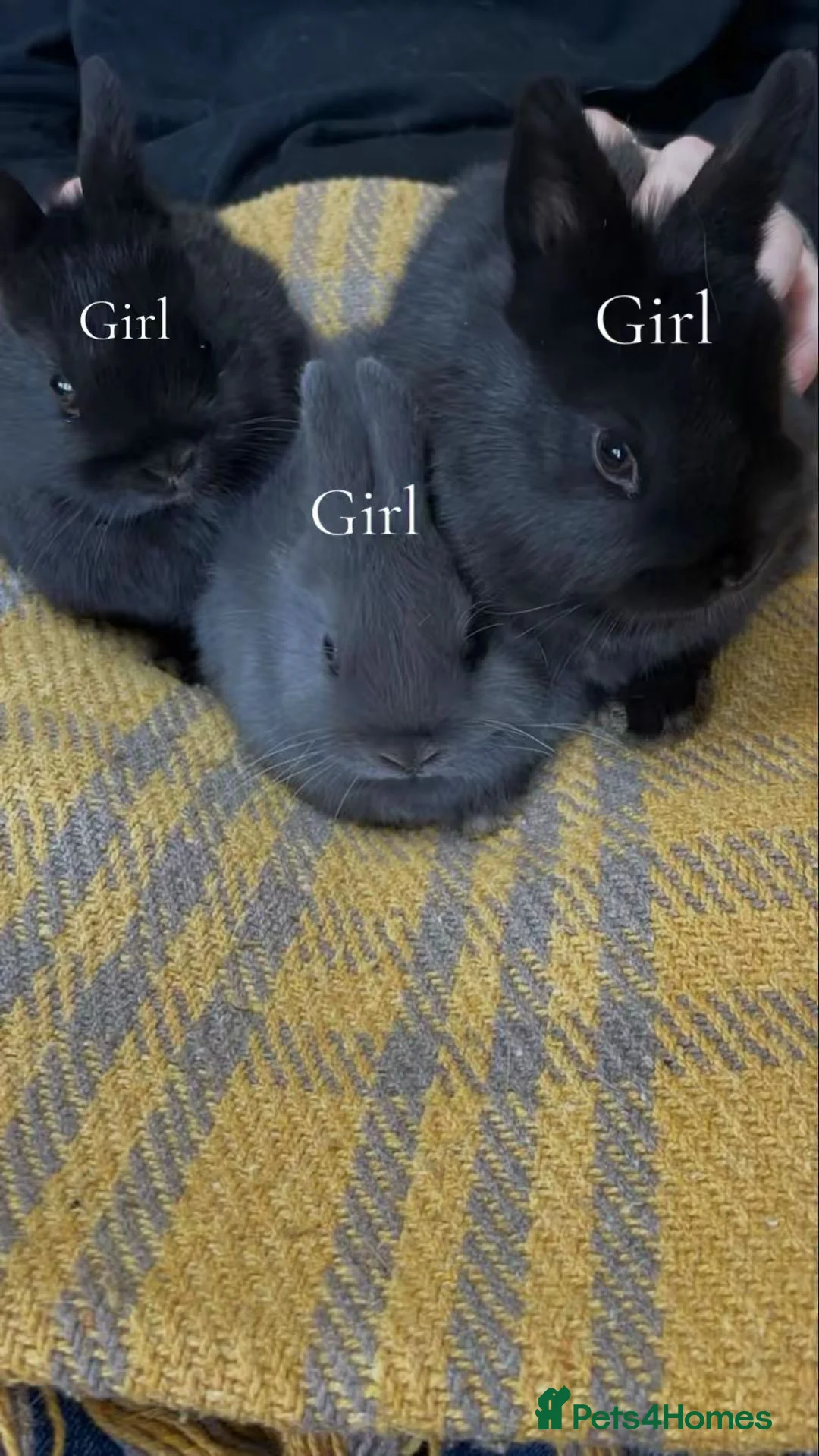 Netherland Dwarf rabbits for sale: Netherland Dwarf mixed litter  - Advert 2
