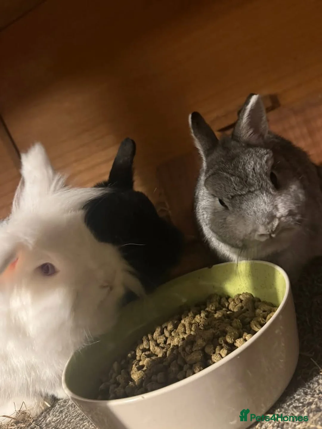 Netherland Dwarf rabbits for sale: Bonded trio looking for new home. - Advert 1