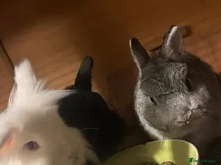 Netherland Dwarf rabbits Bonded trio looking for new home. - Advert 1