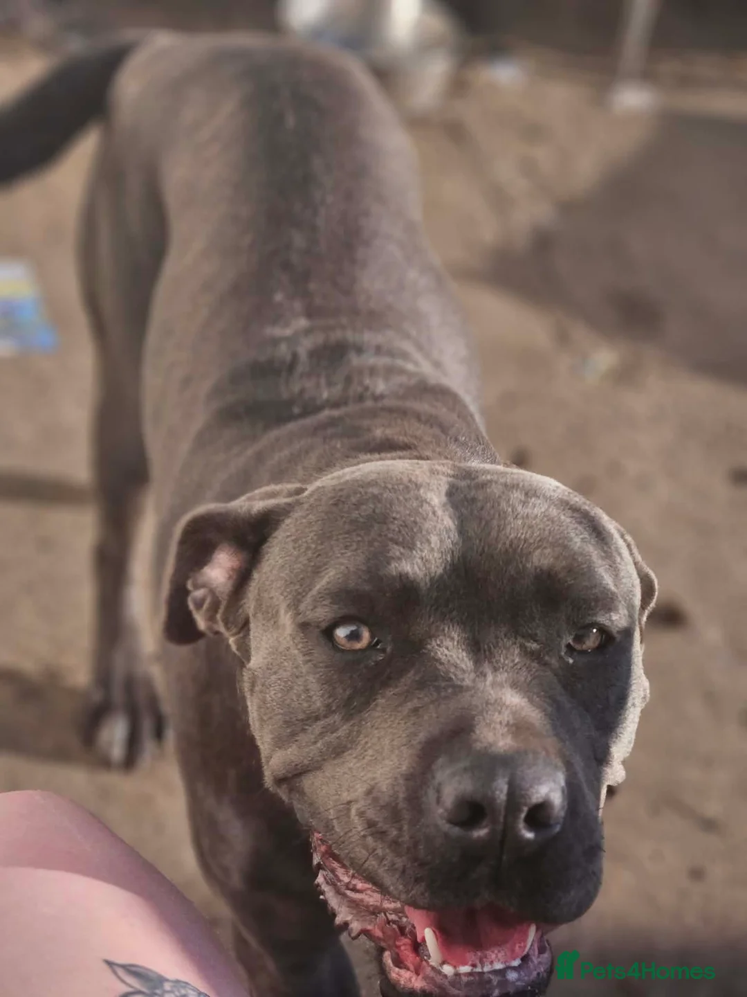Cane Corso dogs for sale: 15 month old cane corso - Advert 2