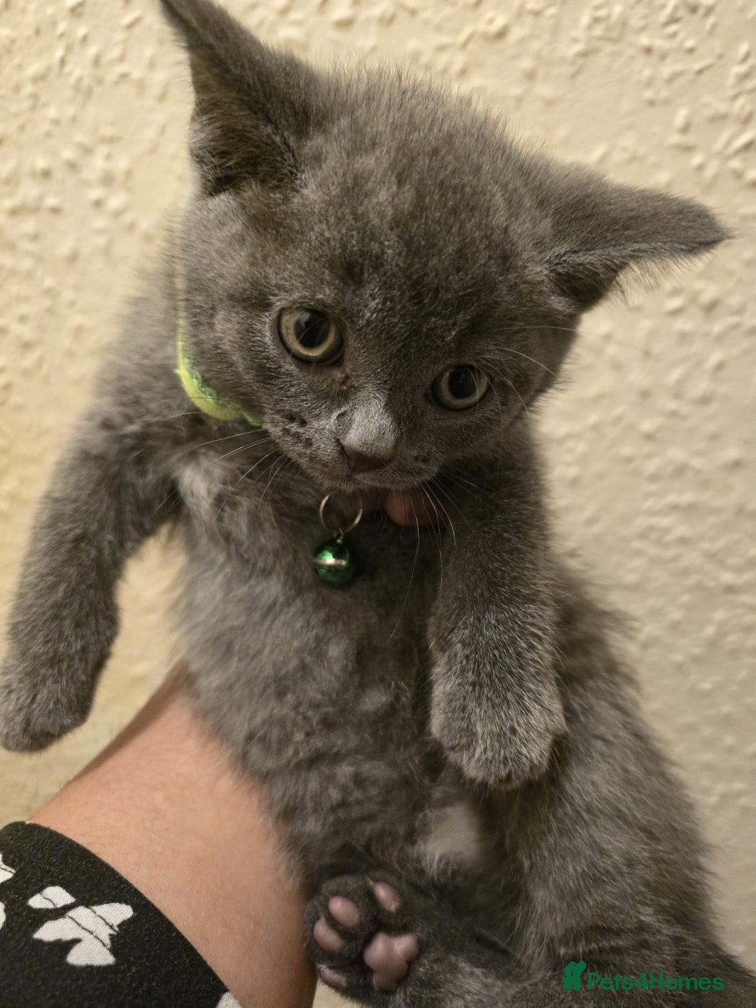 British Shorthair cats for sale: Adorable British kittens. Ready for new home. - Image 17