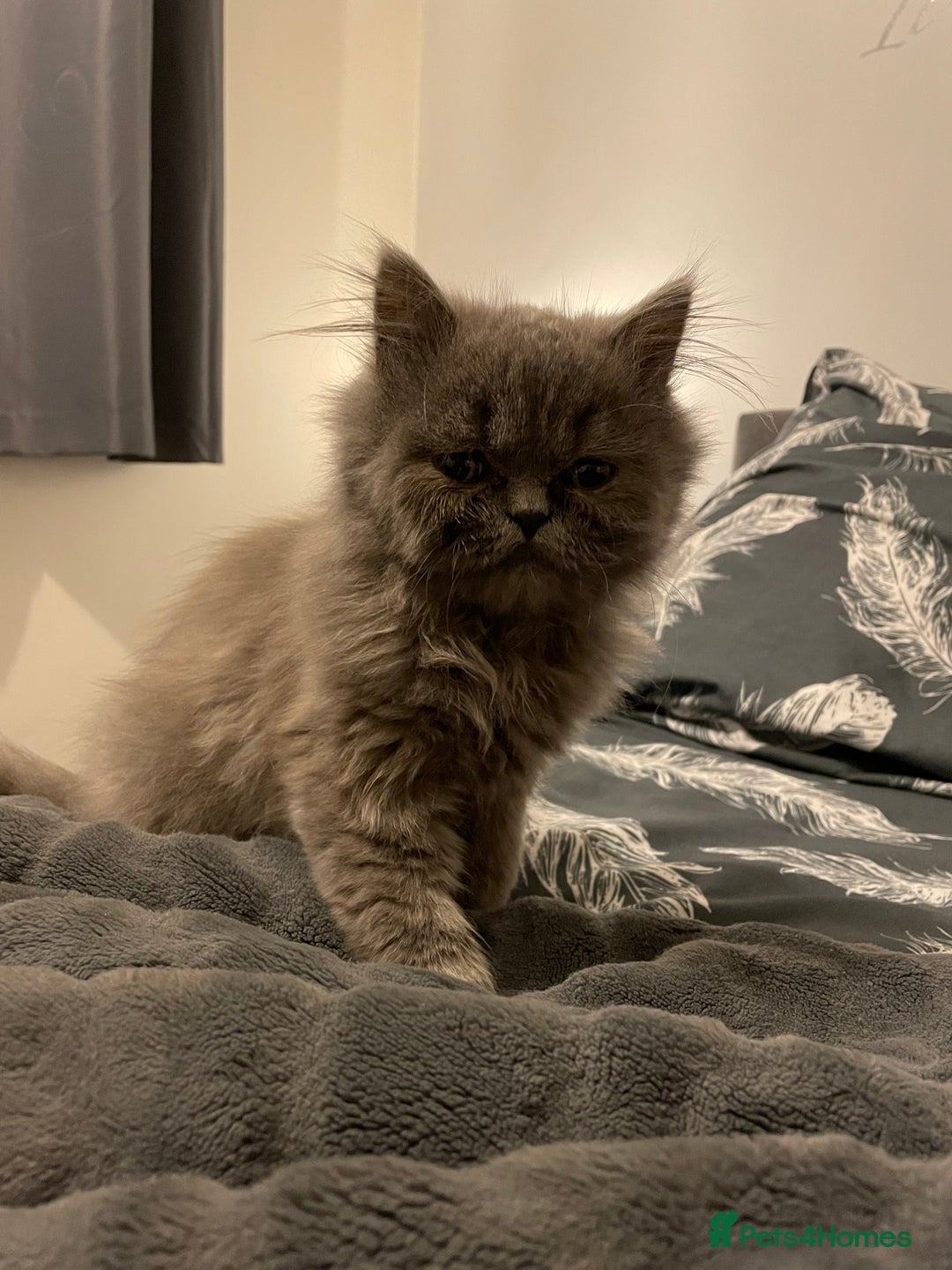 Ragdoll cats for sale: Ragdoll kitten  - Image 6