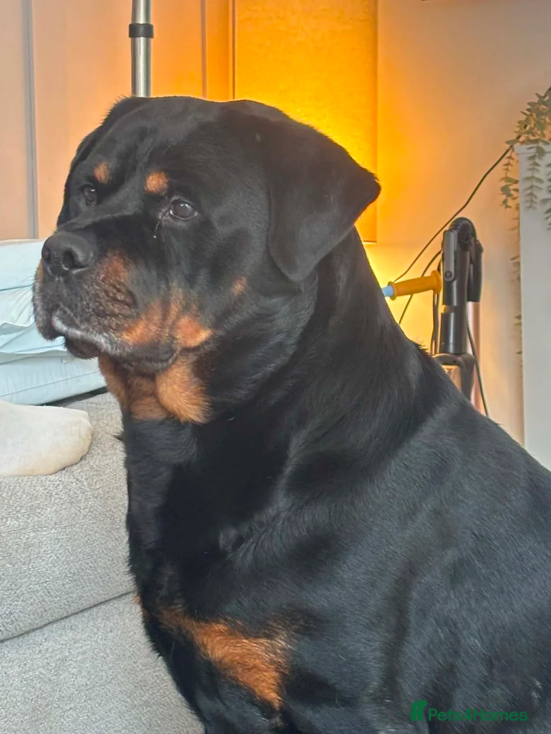 Rottweiler dogs for sale: My two beautiful Rottweilers - Advert 3