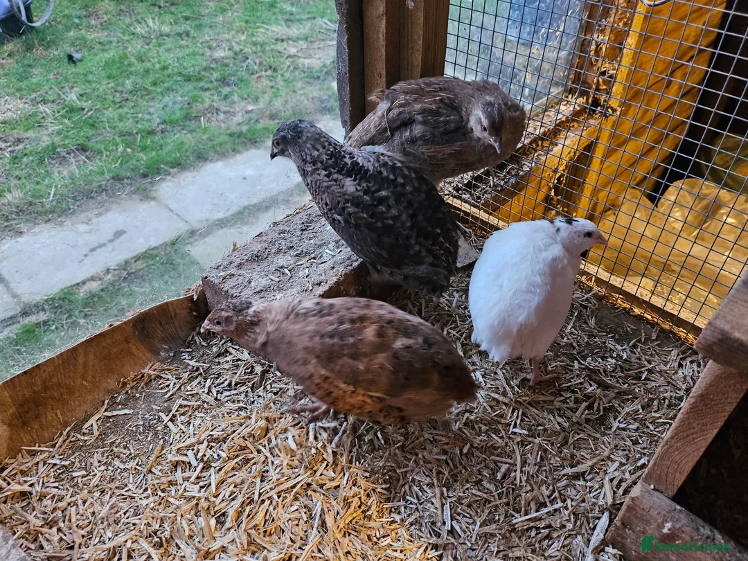 Quail poultry for sale: Coturnix quail celadon hatching eggs mixed colours - Advert 7