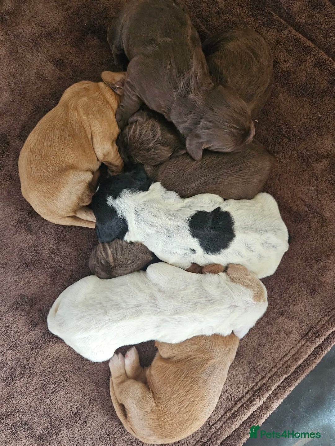 Cocker Spaniel dogs for sale: Cocker spaniel puppies - Advert 5