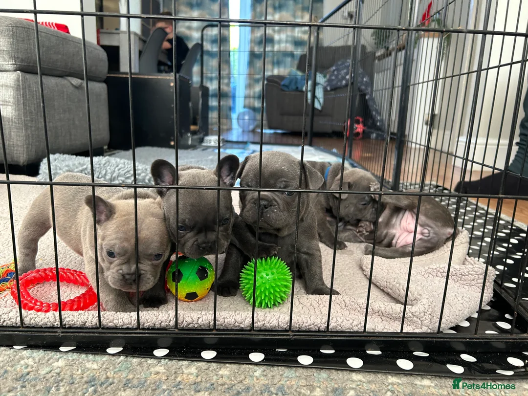 French Bulldog dogs for sale: Kc registered girl ready to go now - Advert 23