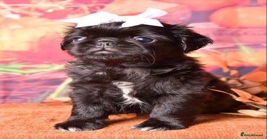 Pug dogs - Advert 13