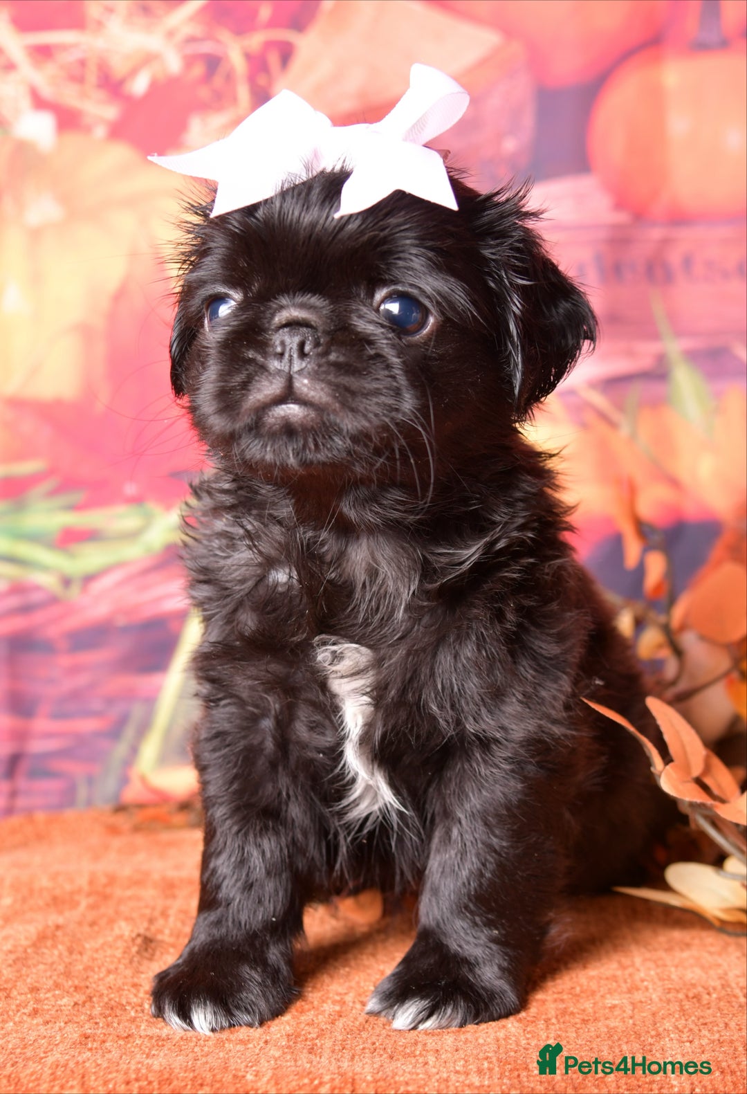 Black Pug Shih Pug And Maltese Mix Pugzu Pug X Shih Tzu Dog Meet