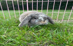 Mini Lop rabbits for sale: 3 handsome young boy rabbits - Image 5