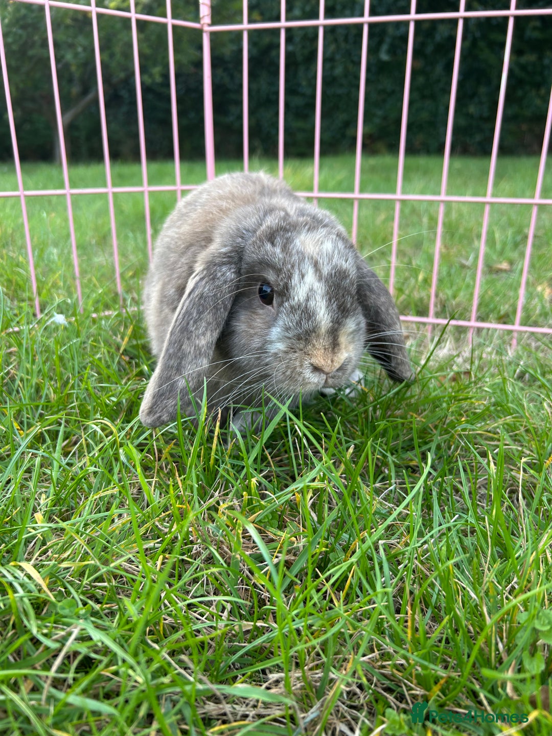 Mini Lop rabbits for sale: 3 handsome young boy rabbits - Image 5