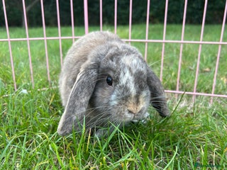 Mini Lop rabbits - Advert 25
