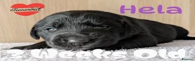 Purple -Hela (Reserved)