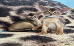 Abyssinian cats for sale: Beautiful Abyssinians kittens - Image 9