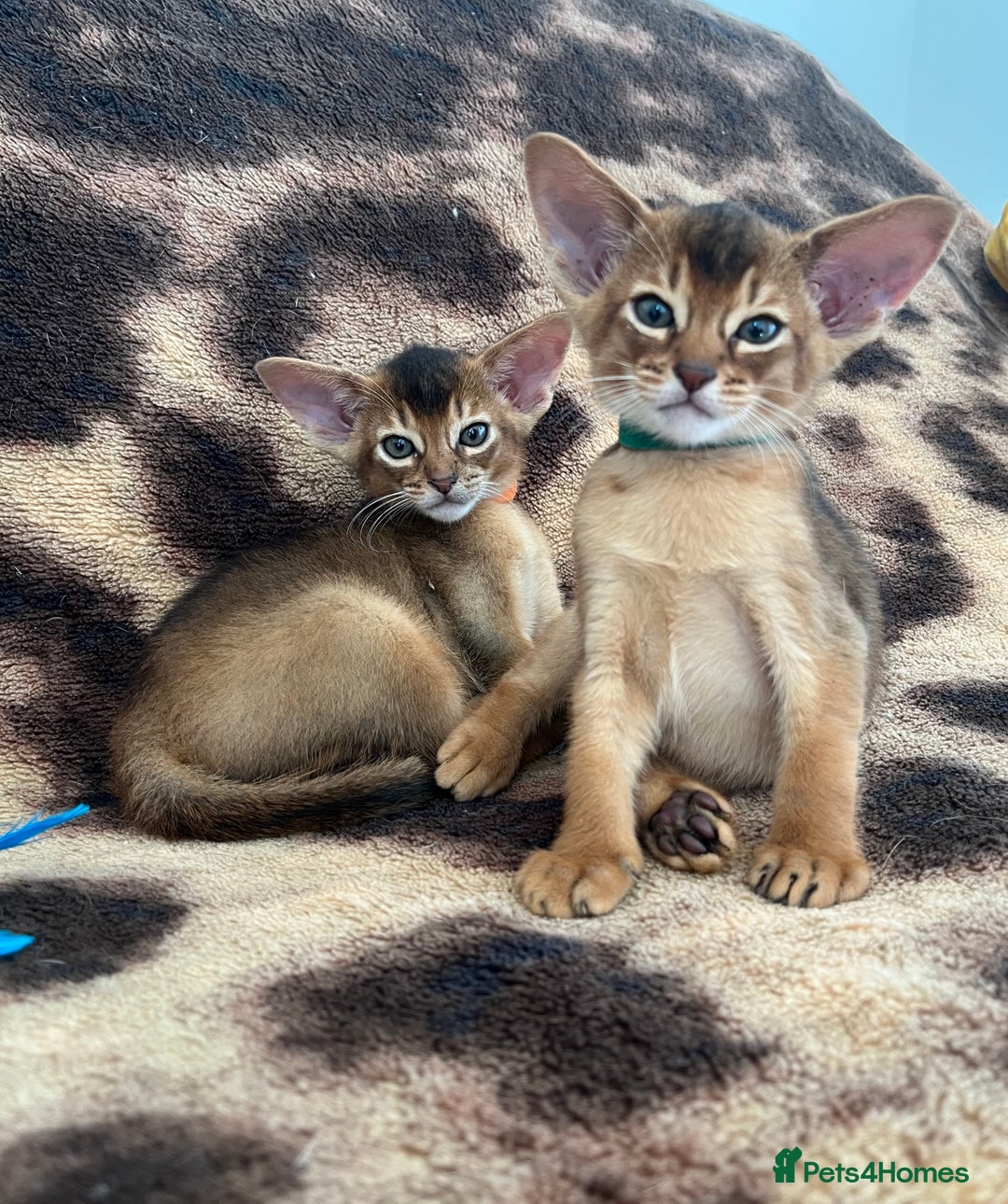 Abyssinian cats for sale: Beautiful Abyssinians kittens - Image 9