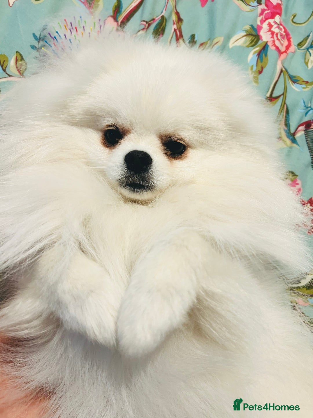 Pomeranian dogs for stud: Top Champion Lines KC White Pomeranian! - Image 6