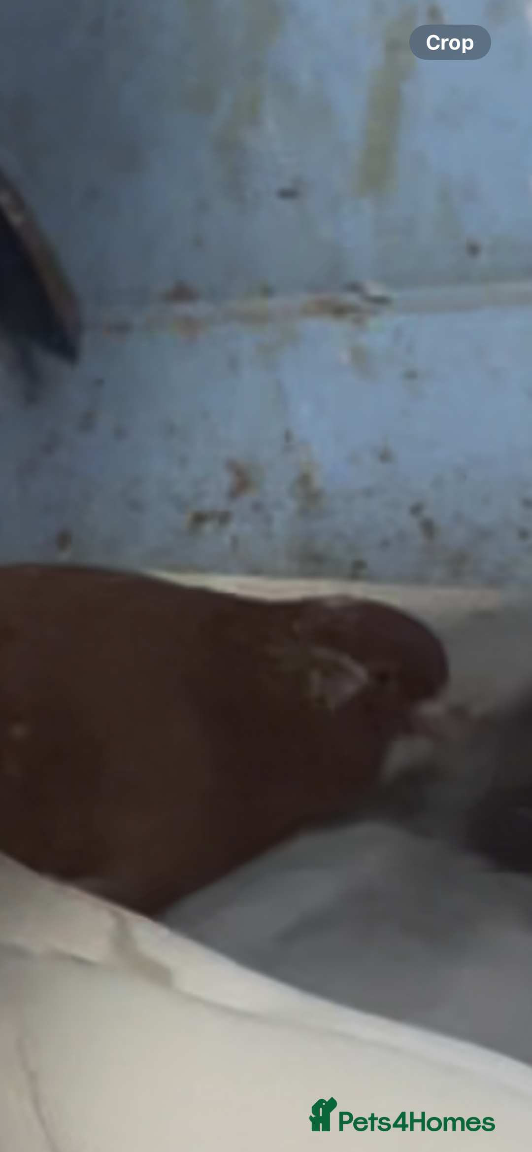 Pigeons birds for sale: 2 red roller pigeons  - Advert 2