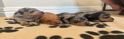 Miniature Dachshund dogs for sale: 4 Beautiful KC Reg Miniature Dachshunds - Advert 4