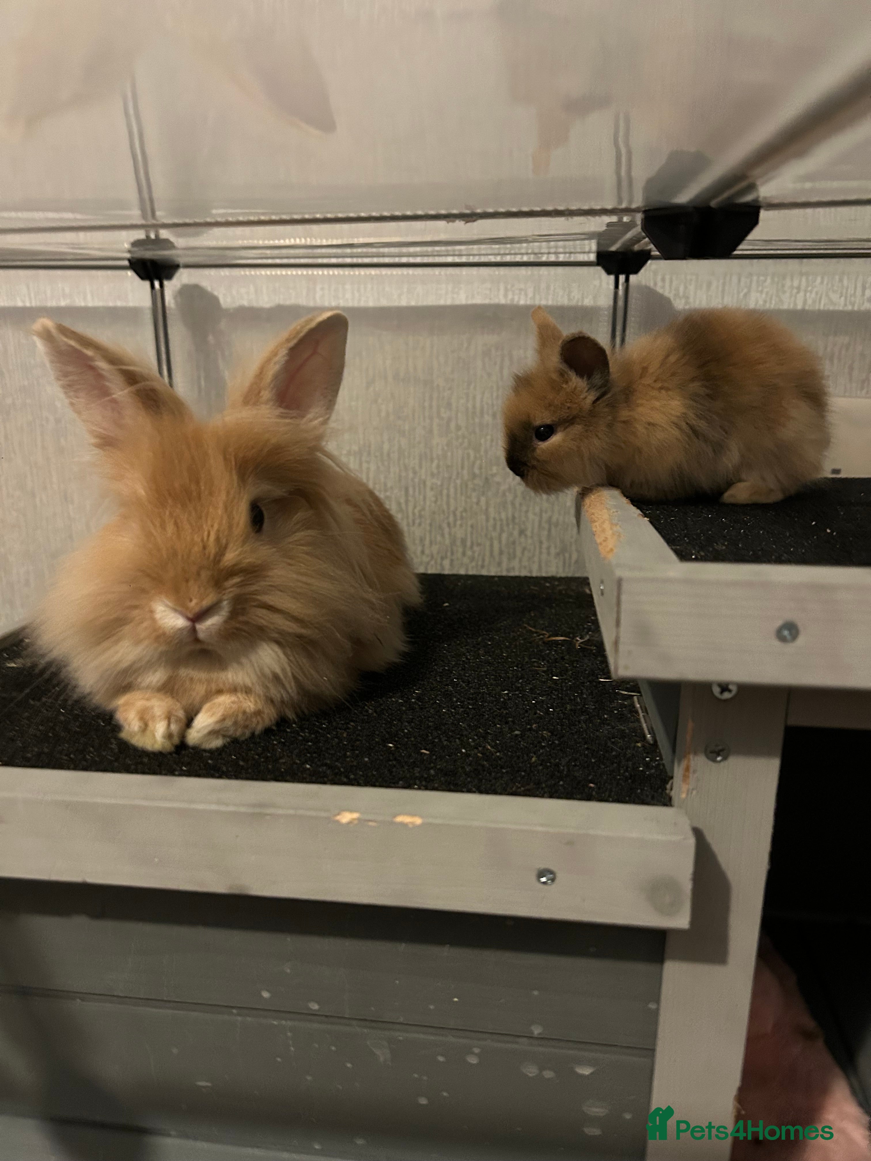 Lionhead rabbits 7 babies  - Advert 12