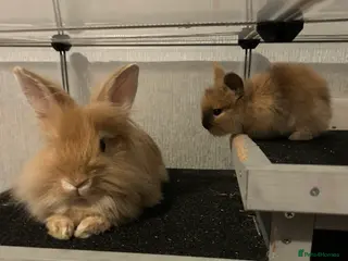 Lionhead rabbits 7 babies - Advert 12