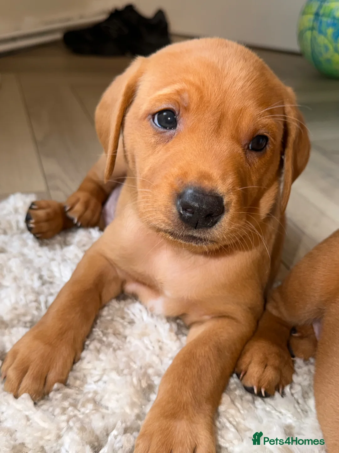 Labrador Retriever dogs for sale: Stunning fox red Labrador pups 🐶  in Rotherham - Advert 1