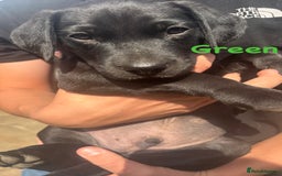 Labrador Retriever dogs for sale: Labrador pups for sale - Image 17