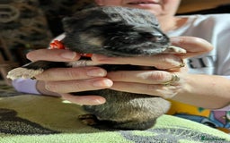 Shepsky dogs for sale: shepsky puppies  - Advert 5