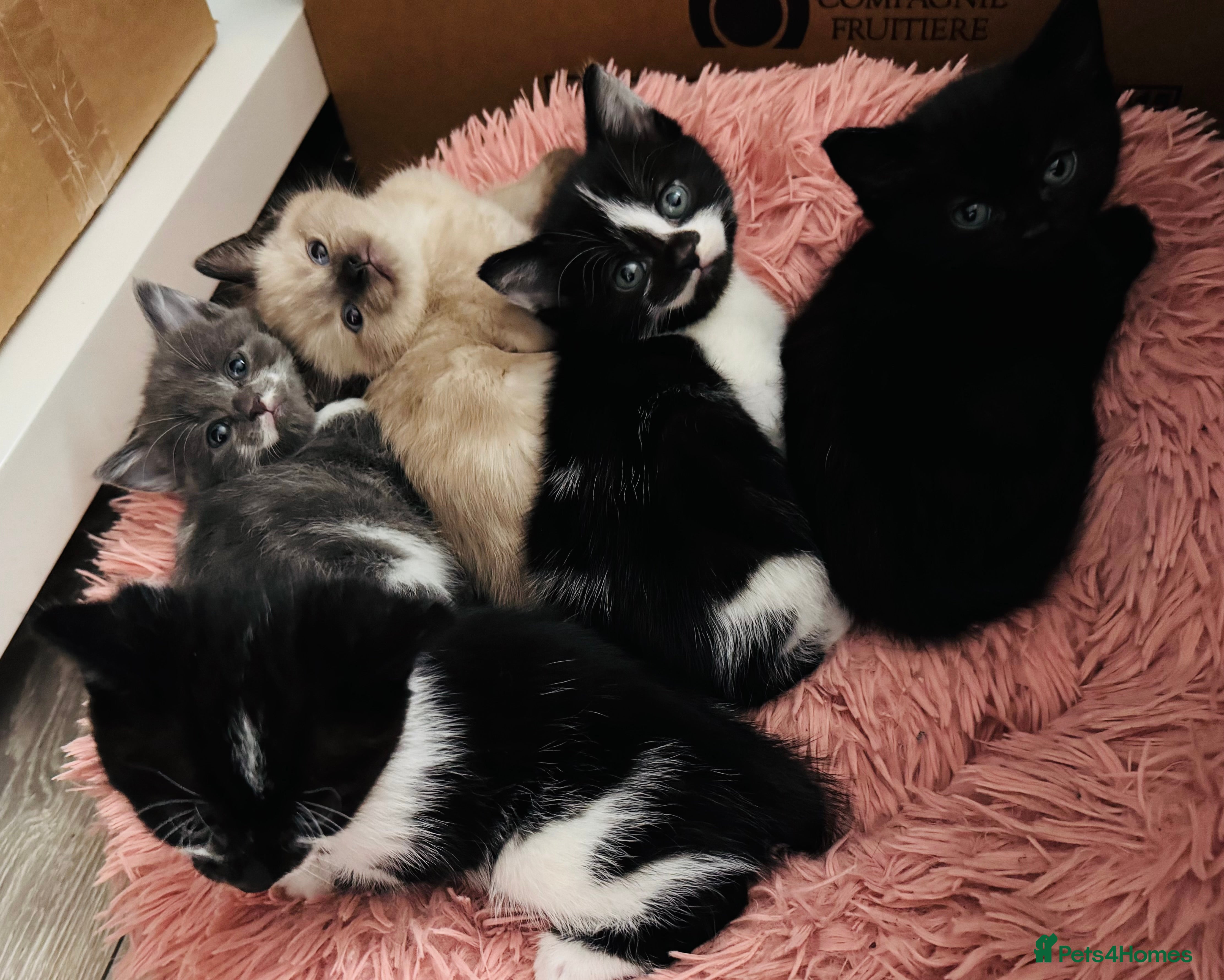 Mixed Breed cats 😻Beautiful Kittens😻 in Littlehampton - Advert 1