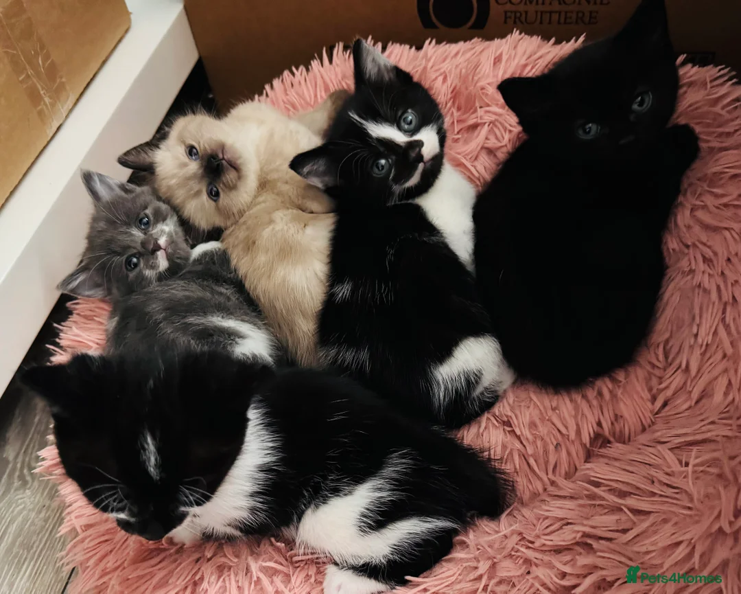 Mixed Breed cats for sale: 😻Beautiful Kittens😻 in Littlehampton - Advert 1